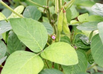 (株)ラクトザイム無農薬大豆契約畑3