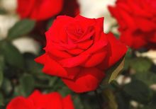 ローズ水を抽出するバラ